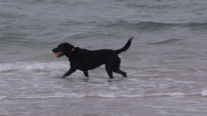 Izzy hurling herself at Bamburgh beach